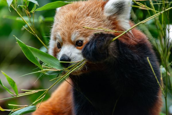 Endangered Species Act changes