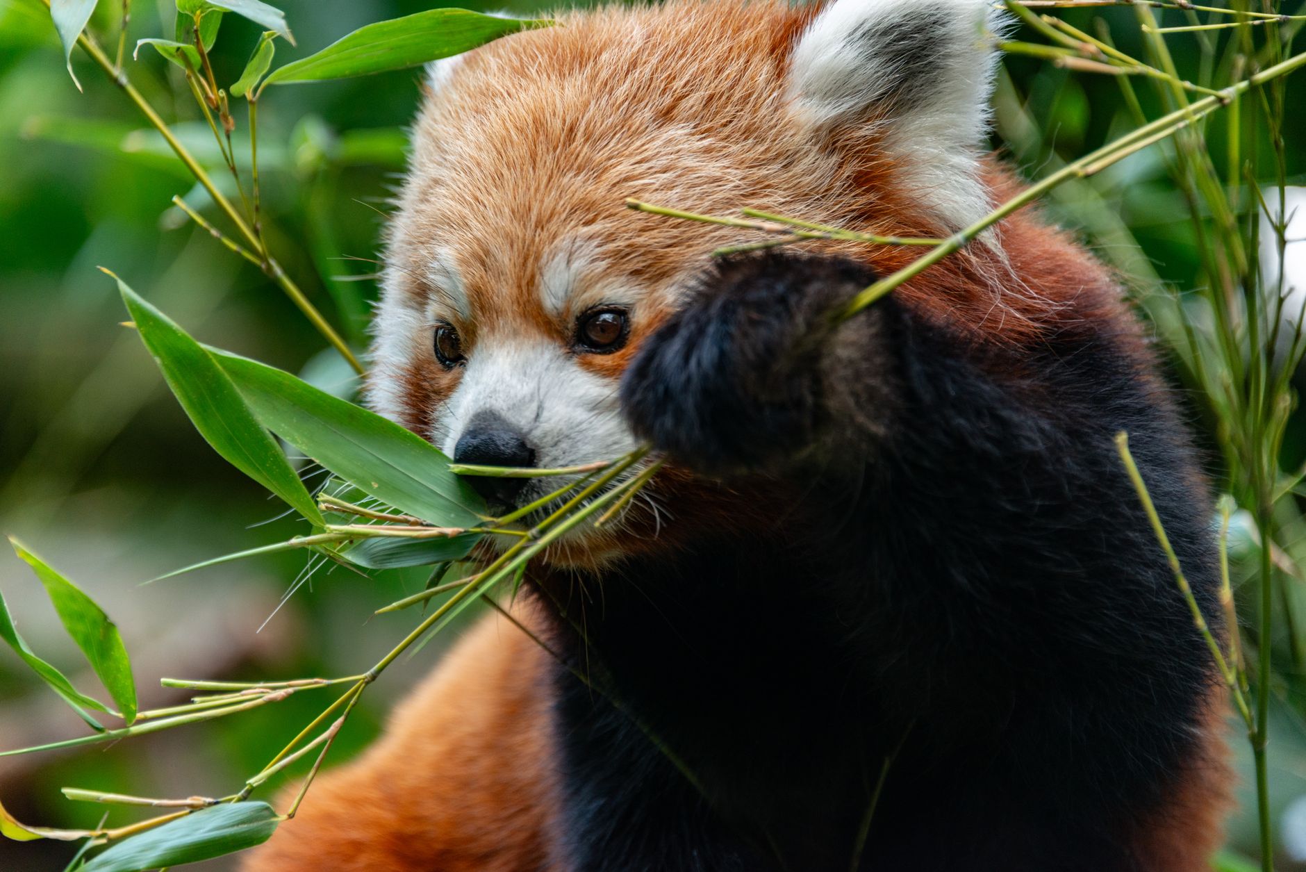 Endangered Species Act changes